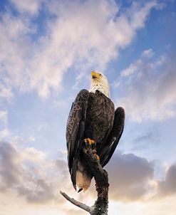 View From The Top Bald Eagle