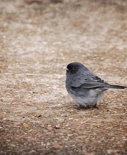 Tiny Junco In A Big World