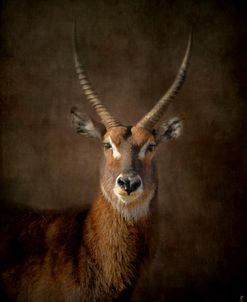 Waterbuck Antelope