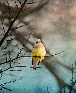 Waxwing At Winter Sunset