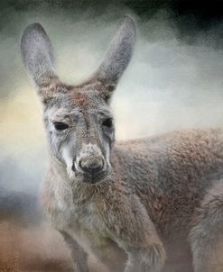 Western Grey Kangaroo