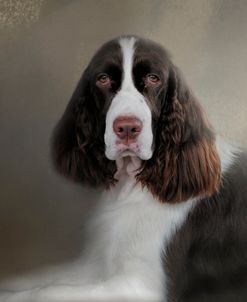 Waiting Patiently English Springer Spaniel