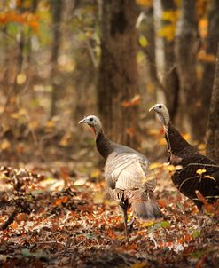 Wild Turkey In The Woods