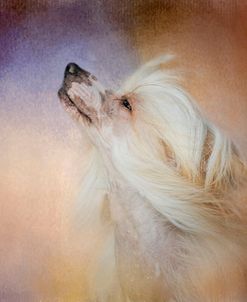 Wind In Her Hair Chinese Crested