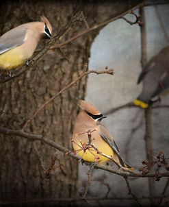 Winter Visitors Cedar Waxwings