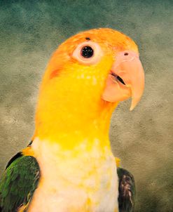 White Bellied Caique Portrait