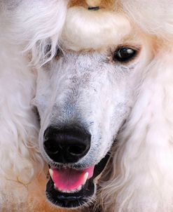 White Standard Poodle Portrait