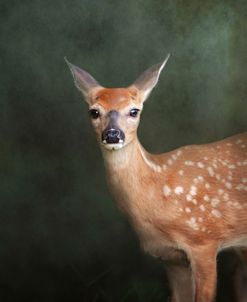 White Tailed Fawn Portrait