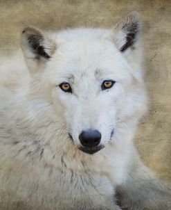 White Wolf Portrait