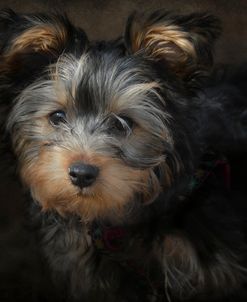 Yorkie Puppy