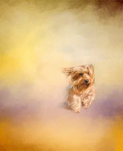 Yorkie Running Into The Wind