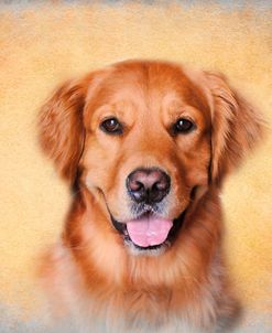 Young Golden Retriever Portrait