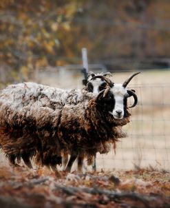 Woolly In Autumn Jacob Sheep