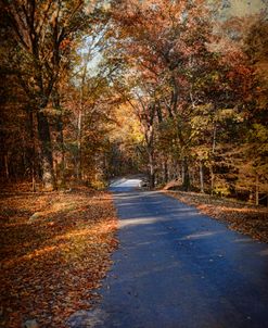 Allure Of Autumn