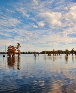 Autumn Cypress Trees