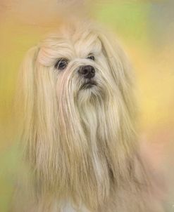 Spring Lhasa Apso