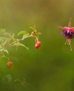 Fuchsia Buds and Bloom