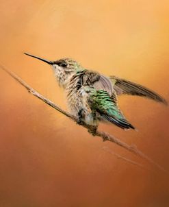 Hummingbird On Peach