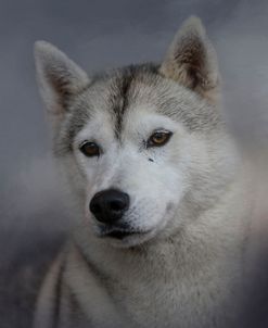 Siberian Husky