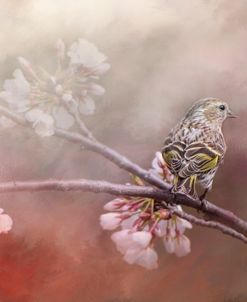 Siskin In The Garden