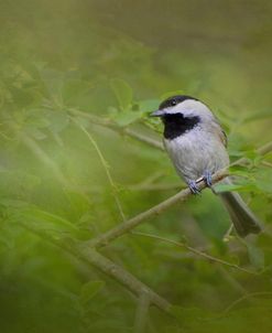 Spring Chickadee