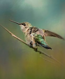 Hummingbird In Spring Storm