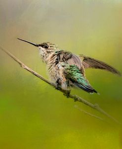 Hummingbird On Lime