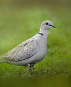 Spring Dove