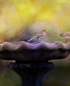 Finches On The Bird Bath