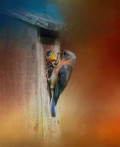 Baby Bluebird Breakfast