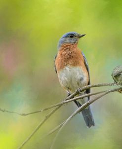 Bluebird On A Spring Day