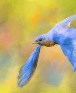 Bluebird Spring Flight