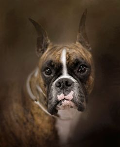 Curious Boxer