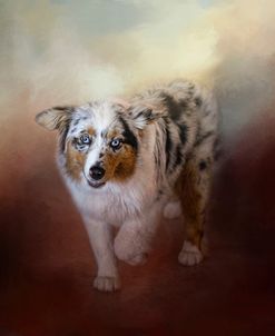 Ball Of Energy Australian Shepherd