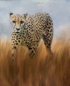 Cheetah In The Field
