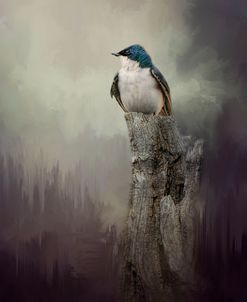 Resting Tree Swallow