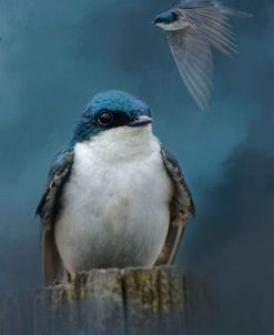 The Beautiful Tree Swallow