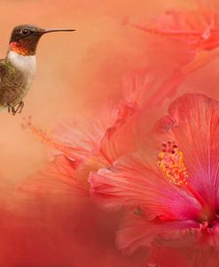 Hummingbird and Peach Hibiscus