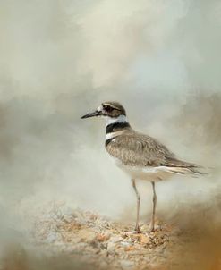 Killdeer On The Rocks