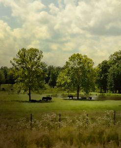 Cattle Pond In Summer