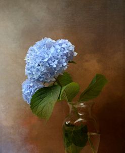 Blue Hydrangea In A Vase