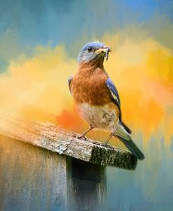 Bluebird Mealtime