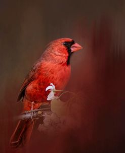 Cardinal In Antique Red
