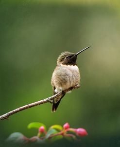 Hummingbird In The Garden