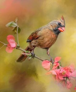 Spring Cardinal 1