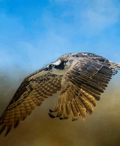 Osprey Over Pickwick