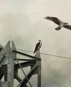 Ospreys At Pickwick