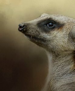 The Meerkat