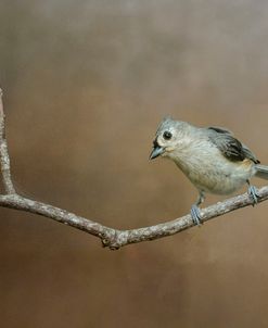 Visiting Tufted Titmouse