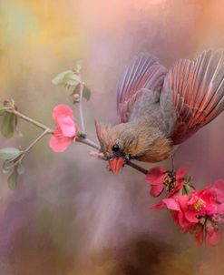 Spring Cardinal 2